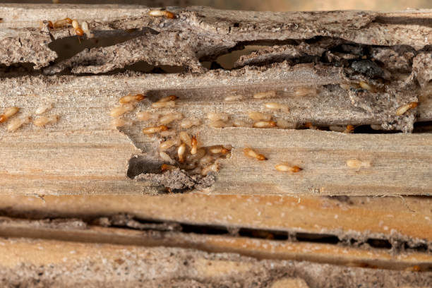 Trusted Pleasantville, NJ Pest Control Experts